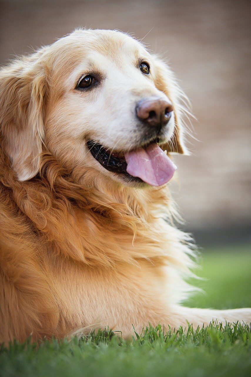 Pixabay, Golden Retriever